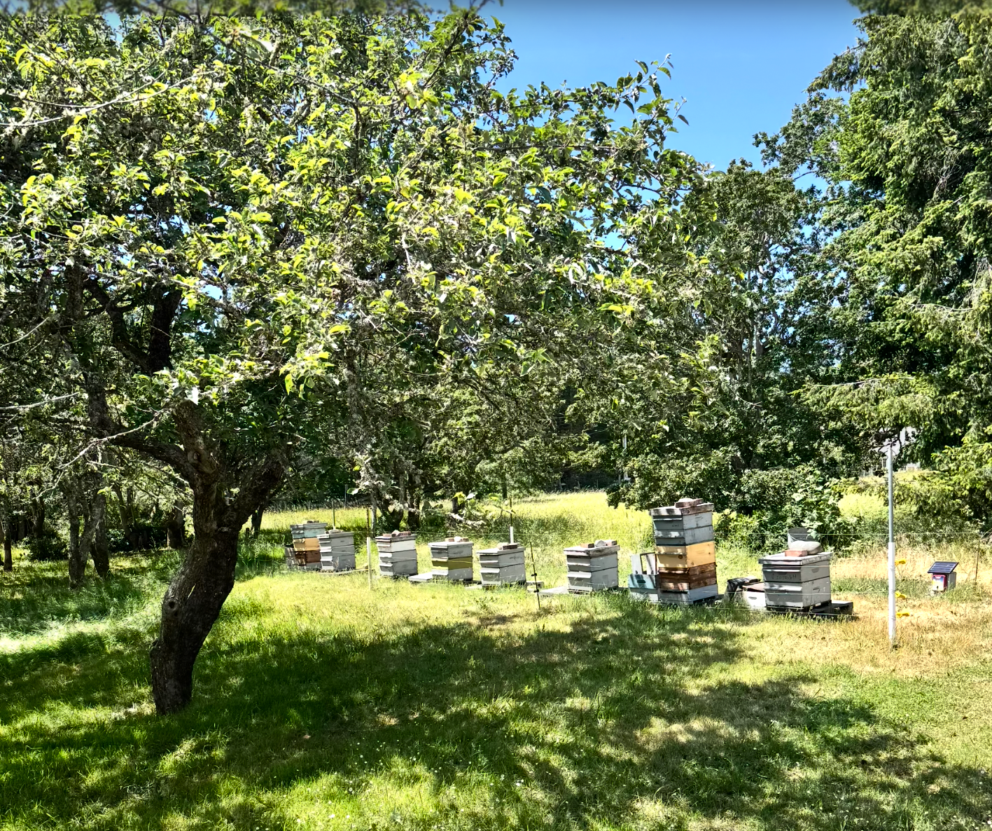 Beehives in a grassy Highlands orchard